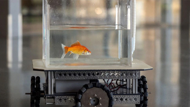 Cá vàng có thể học