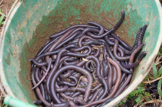 Chinese businesses buy earthworms in bulk, harming Vietnamese orchards