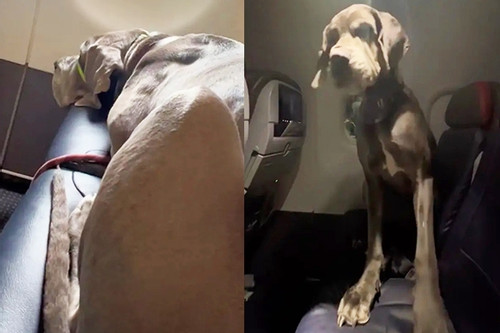 Hành khách đặt 3 ghế ngồi trên máy bay cho chó cưng hơn 60kg to như ngựa