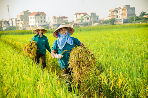 Cơ hội lớn cho gạo Việt Nam bứt phá trên trường quốc tế
