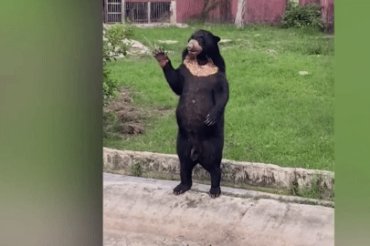 Khoảnh khắc gấu chó vẫy tay như người ở sở thú Thái Lan