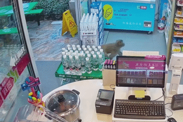 Khỉ hoang liên tiếp trộm đồ ăn trong cửa hàng tạp hóa