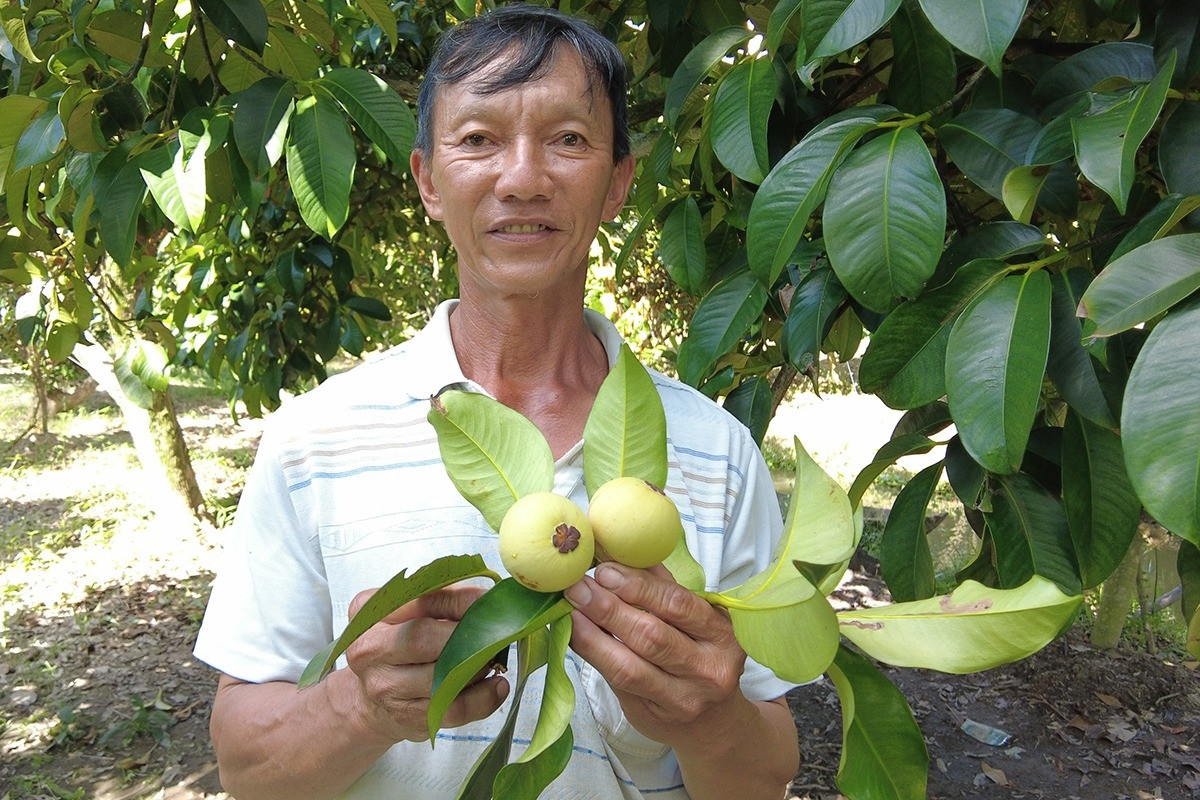 Người đàn ông ‘đút túi’ 1 tỷ đồng/năm nhờ trồng toàn cây ăn trái ai cũng mê