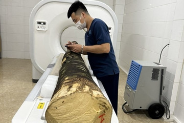 Scientist puts aloeswood tree into CT scan for research, multimedia project