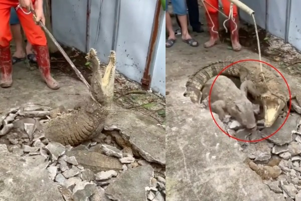 Sinh vật 'khủng' nổi lên từ vết nứt trên vỉa hè, nhiều người giật mình