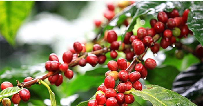 Cà phê được trồng nhiều nhất ở tỉnh nào của Tây Nguyên?