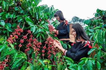 VN coffee industry striving to adapt to EU’s anti-deforestation law