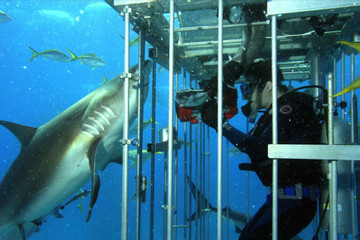 Bộ phim ăn khách bất ngờ vì quay với cá mập thật