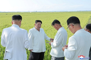 Hình ảnh ông Kim Jong Un đi thăm ruộng lúa sau bão