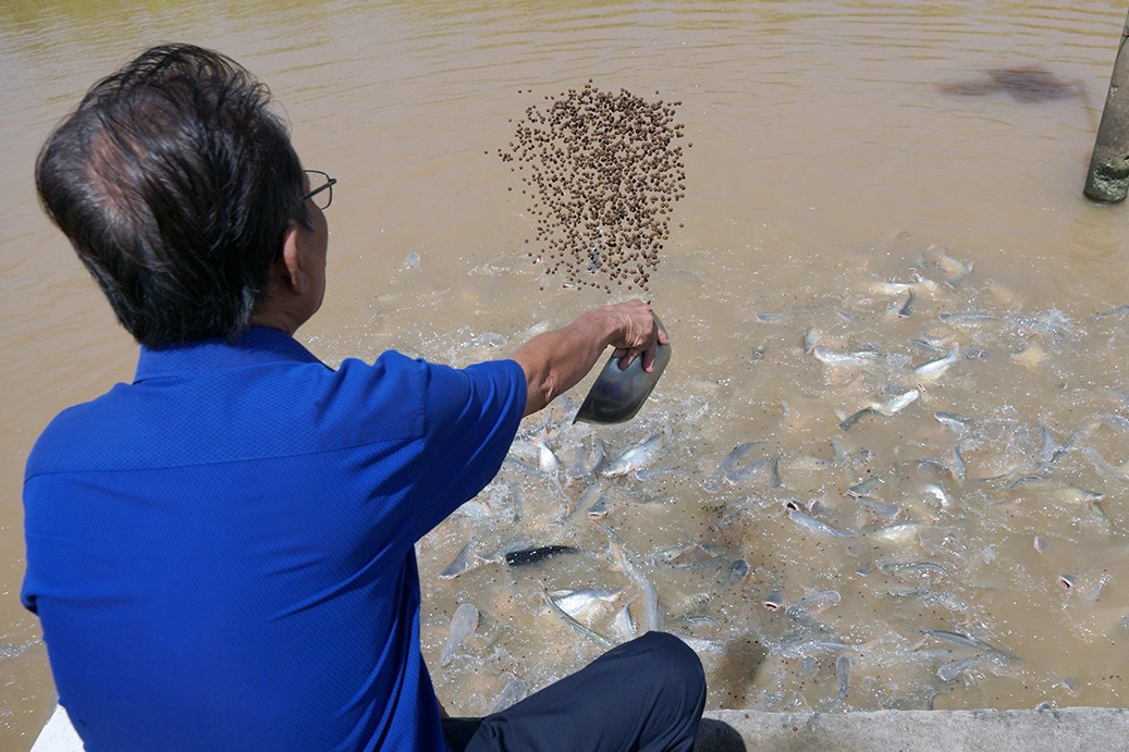 Mekong Delta man feeds thousands of freshwater fish as if they are his pets