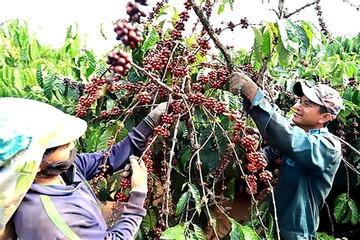 VN coffee industry urged to get ready for EU’s deforestation regulation