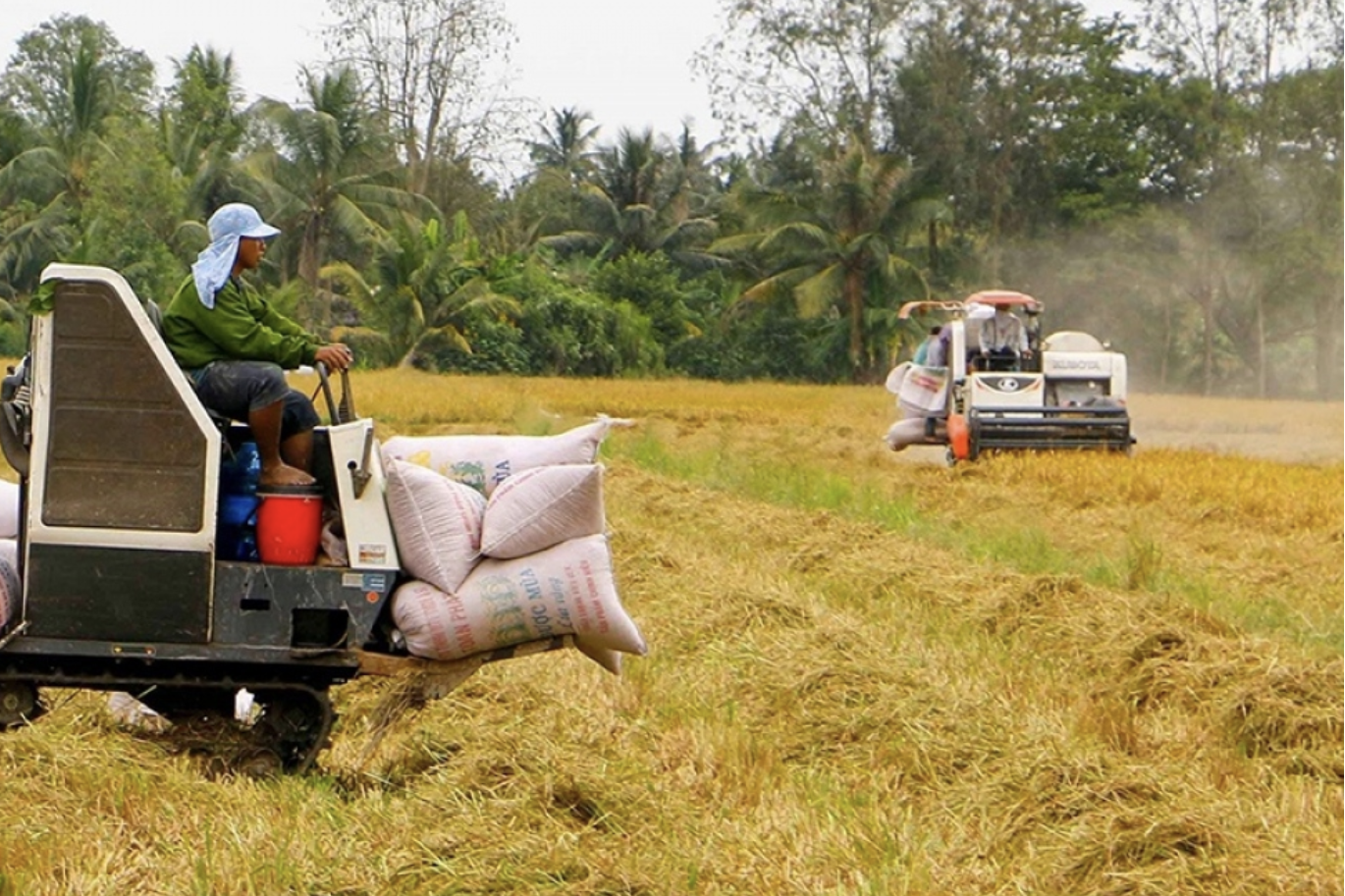 Đảm bảo vững chắc an ninh lương thực, thúc đẩy sản xuất, xuất khẩu gạo bền vững