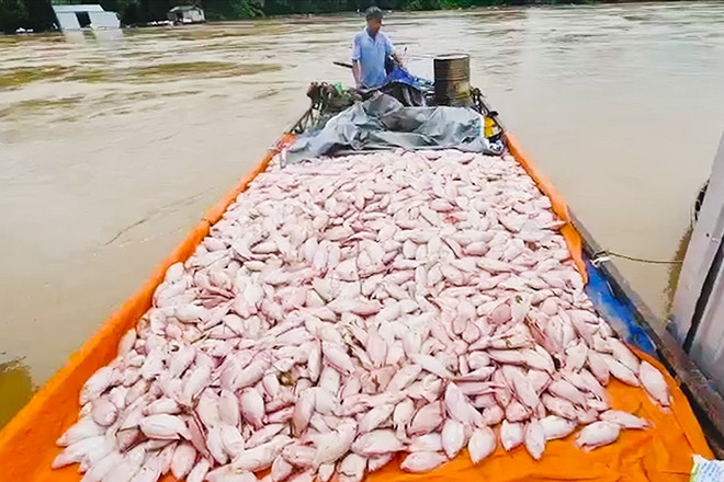 Đồng Nai: Lũ vượt mức báo động 3, hàng nghìn tấn cá chết trắng