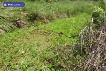 Hãi hùng cảnh nữ công nhân bị cá sấu giữ chặt trong đầm lầy