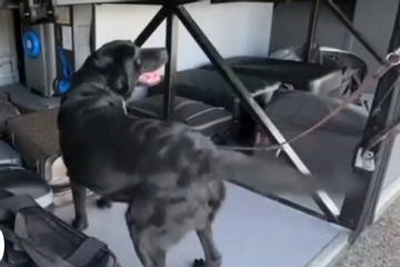 Khoảnh khắc chó nghiệp vụ ngửi ra hơn 1 triệu Euro bị giấu kín