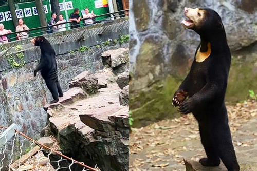 Sở thú bị tố cho người đóng giả gấu chó đứng 2 chân để thu hút du khách