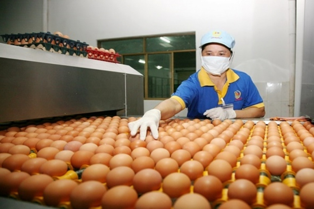 Vietnamese poultry eggs exported to Hong Kong after 4-year ban