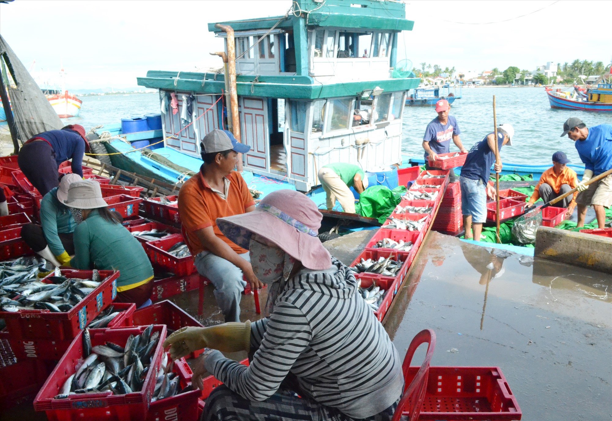 Quảng Nam cần đẩy nhanh ứng dụng số hóa nghề cá để đạt mục tiêu phát triển bền vững. Ảnh: VIỆT NGUYỄN