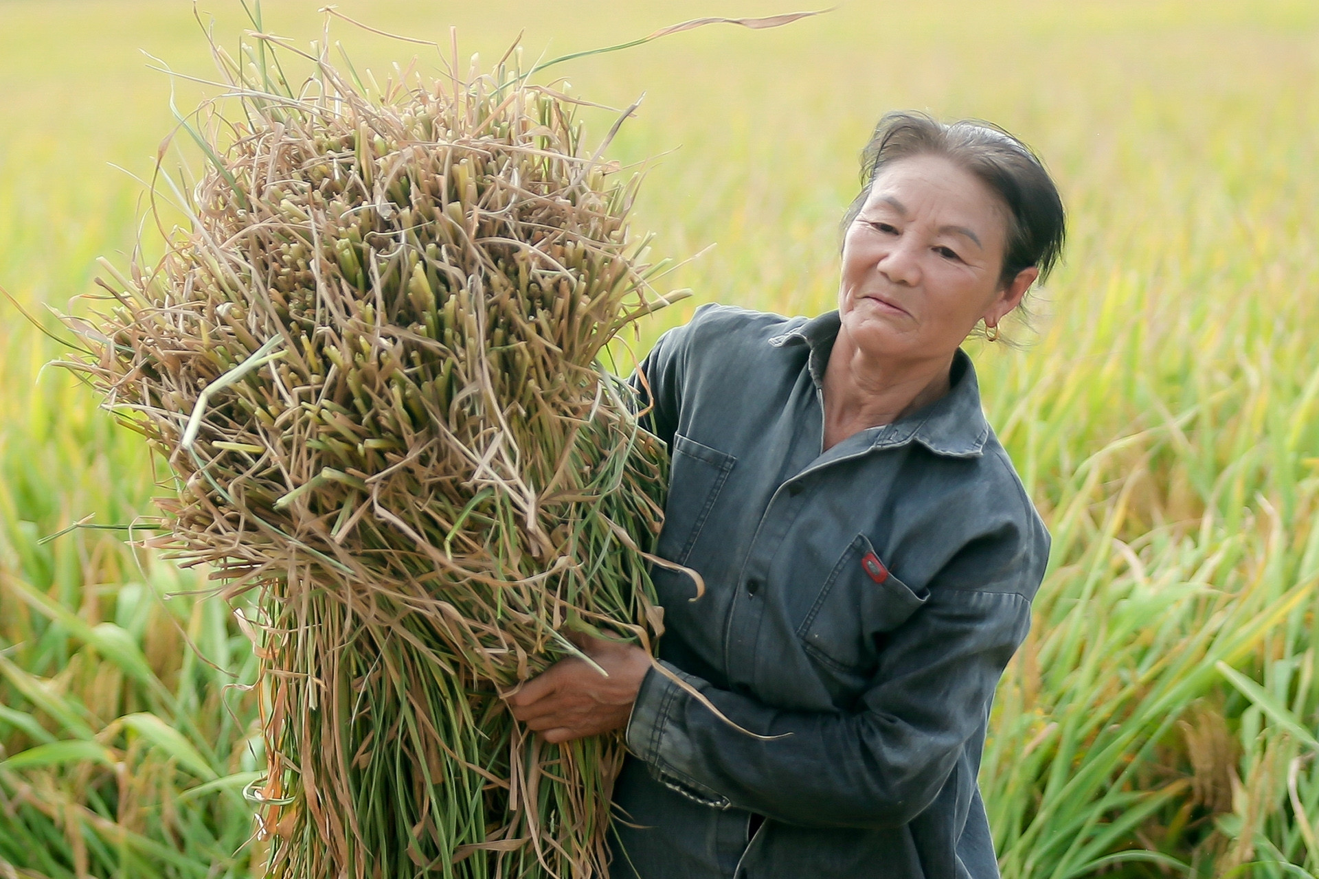 Nông dân trồng lúa vẫn nghèo và điều ‘ám ảnh tâm trí’ Bộ trưởng Lê Minh Hoan