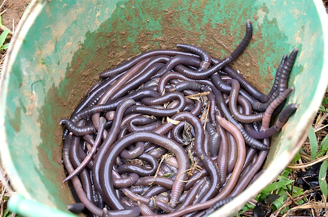 Capturing earthworms by electric shock poses environmental hazards