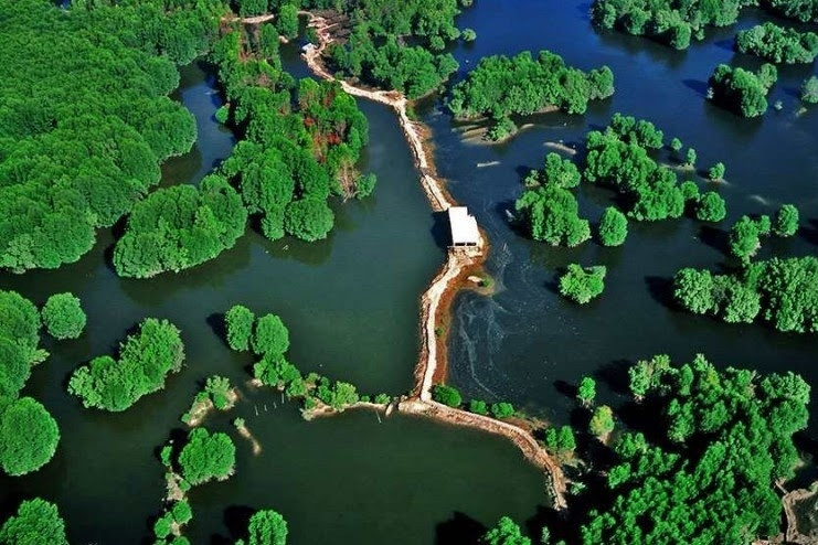 TP.HCM đề cử rừng phòng hộ Cần Giờ thành khu Ramsar