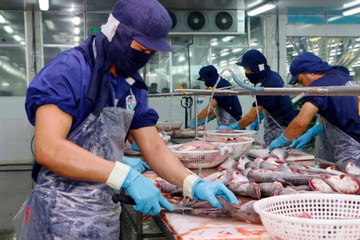 Vietnam's tra fish exports likely to hit US$1.77 billion this year