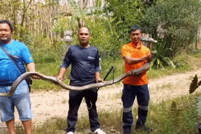 Xem đội cứu hộ tóm sống rắn hổ mang chúa dài gần 4 mét ẩn nấp trong nhà bếp