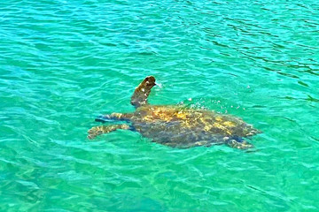 Rùa quý hiếm cỡ lớn xuất hiện ở biển Cô Tô sau 10 năm