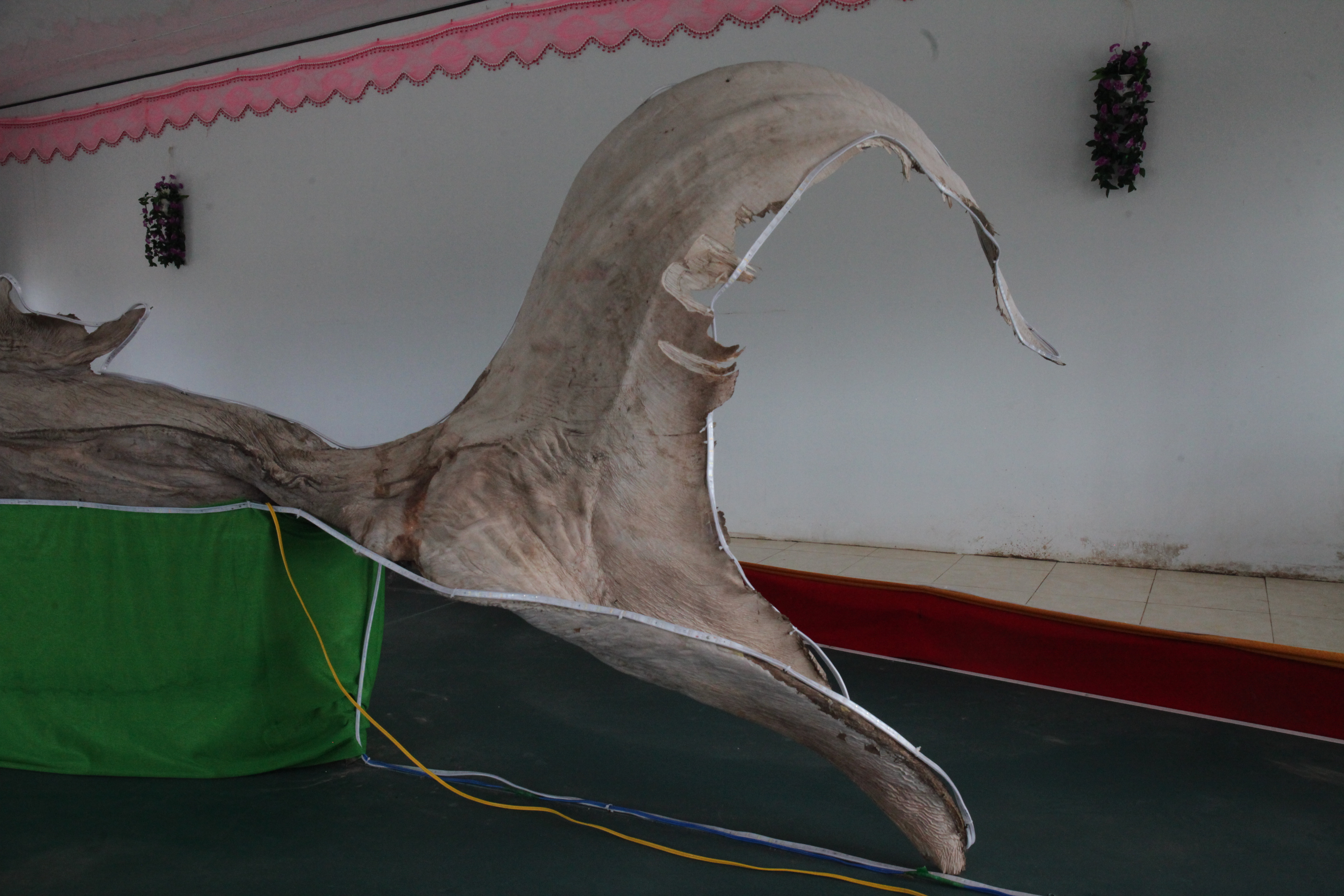 giant shark deep sea Trang web cờ bạc trực tuyến lớn nhất Việt Nam,  w9bet.com, đánh nhau với gà trống, bắn cá và baccarat, và giành được hàng  chục triệu giải thưởng