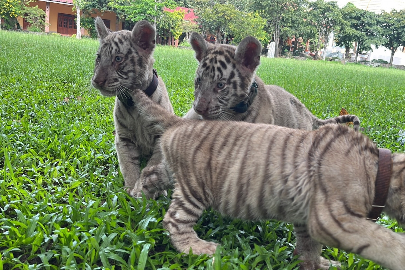 Watch: White tiger cubs born at Austrian zoo