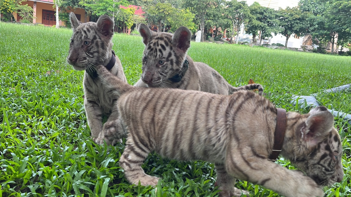 Dumai The Baby Tiger Is About To Make A New Friend - ZooBorns