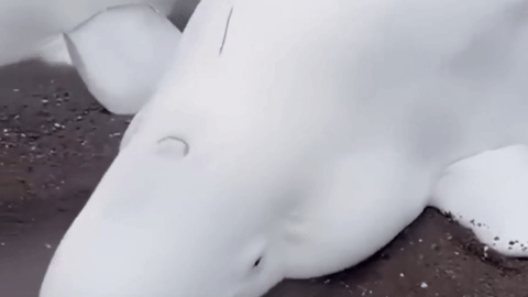 5 chú cá voi trắng mắc cạn trên bãi biển chảy nước mắt khi được giải cứu