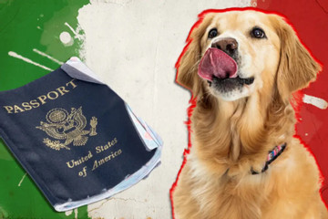 Chú rể bị chó cưng cắn nát hộ chiếu trước ngày tổ chức đám cưới ở nước ngoài