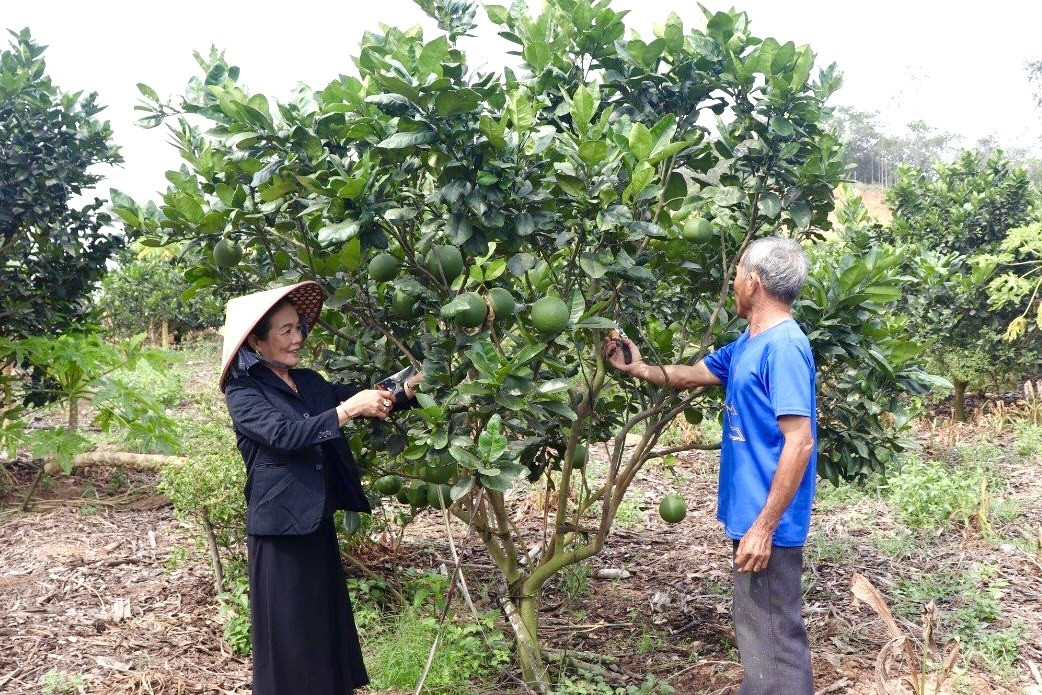 Hai Sở ở Bình Định ‘bắt tay’ đưa sản phẩm nông nghiệp lên sàn thương mại điện tử