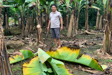 Kích điện bắt giun khiến 1 gia đình ở Lai Châu hư hại 10ha chuối