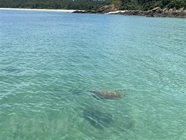 First sea turtle seen in waters off Co To in over 10 years