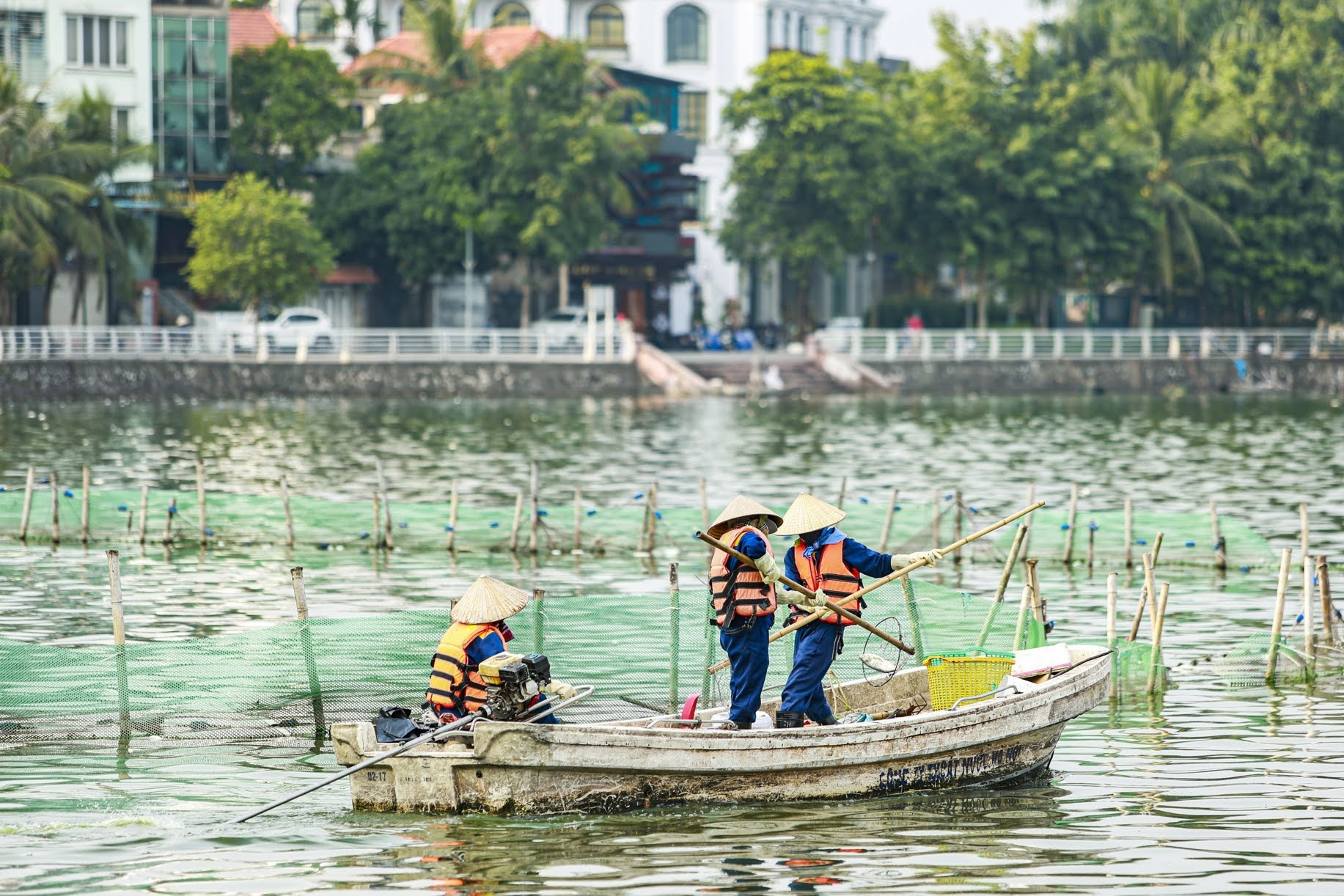 Cá chết nổi trắng mặt hồ Tây, bốc mùi hôi thối