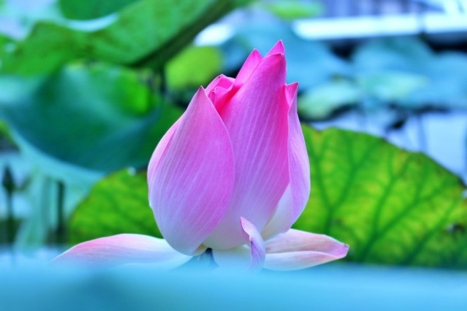 Lời chúc cha mẹ dịp Vu Lan báo hiếu 2023 hay, ý nghĩa