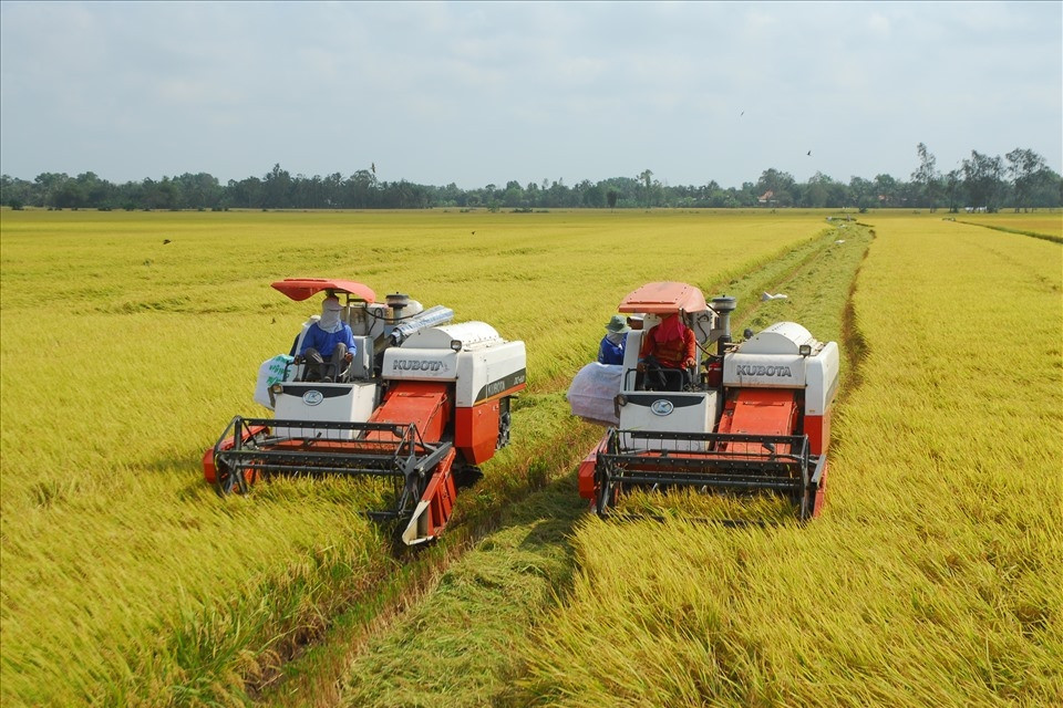 Price of Vietnamese rice sets record, far above Thai rice