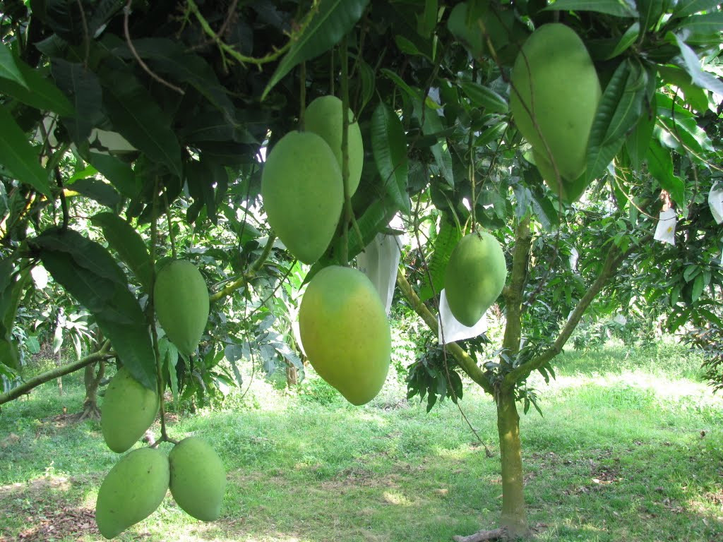 Vietnam’s export fruits receive warnings due to surveillance restrictions