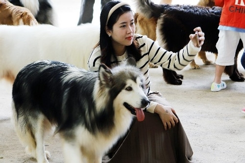 Tò mò đến nông trại ở Đà Lạt, ôm ấp hơn trăm chú cún dễ thương