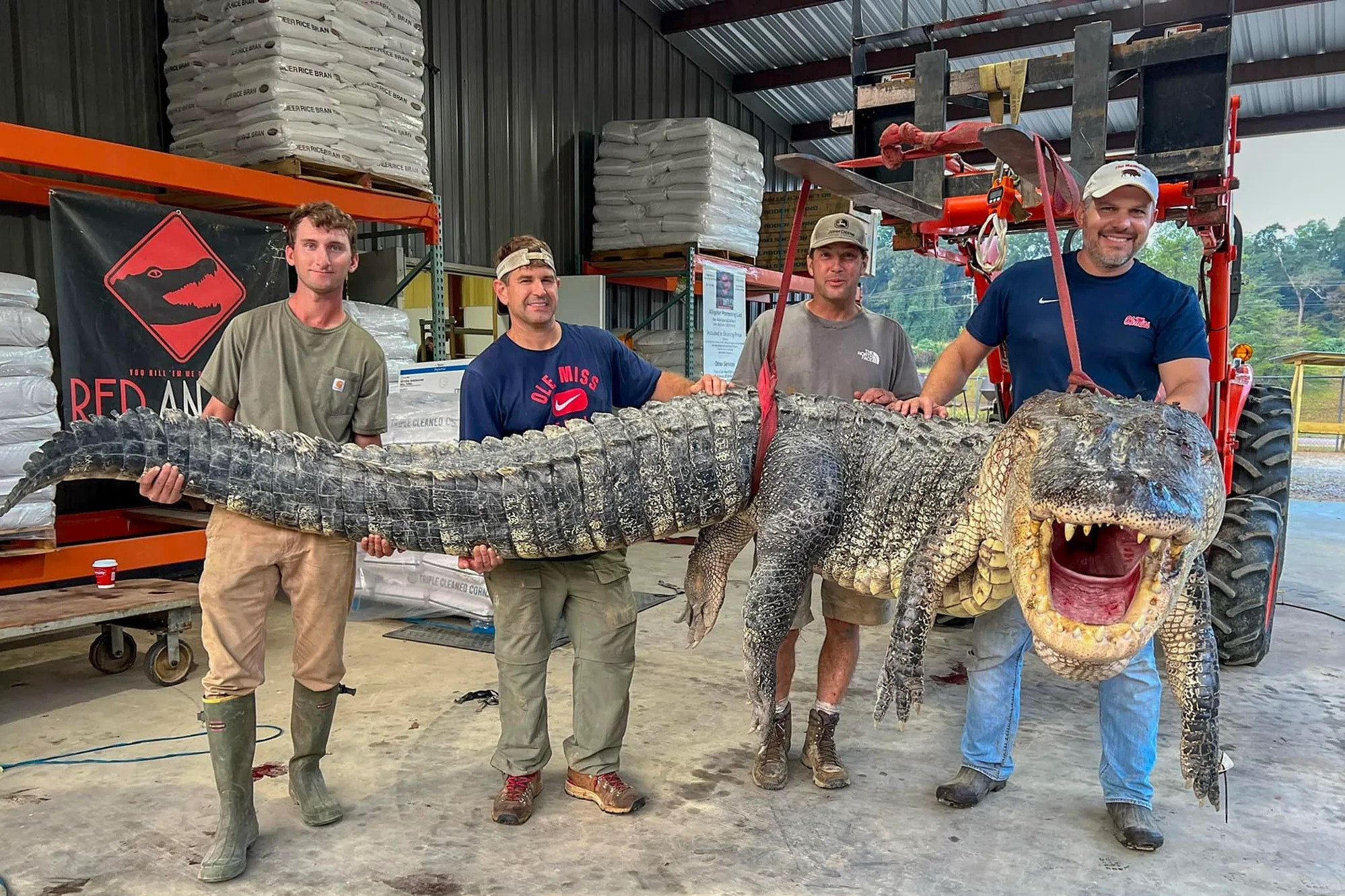 Bắt được cá sấu 'khủng' dài hơn 4 mét sau 7 tiếng vật lộn trên sông