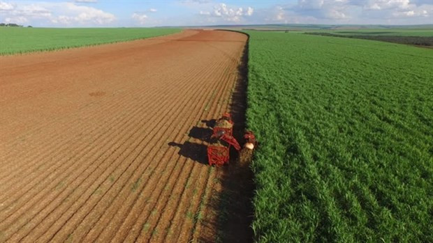 Sugar stocks gain from India's export curbs hinh anh 1