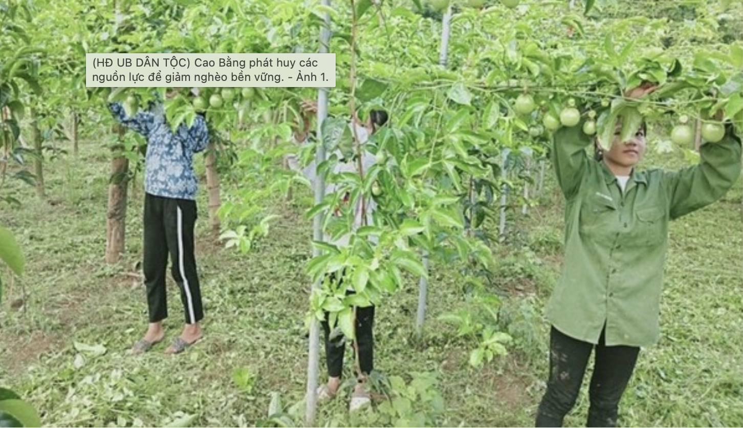 Nhiều mô hình sinh kế phù hợp, tạo điều kiện cho bà con vươn lên thoát nghèo