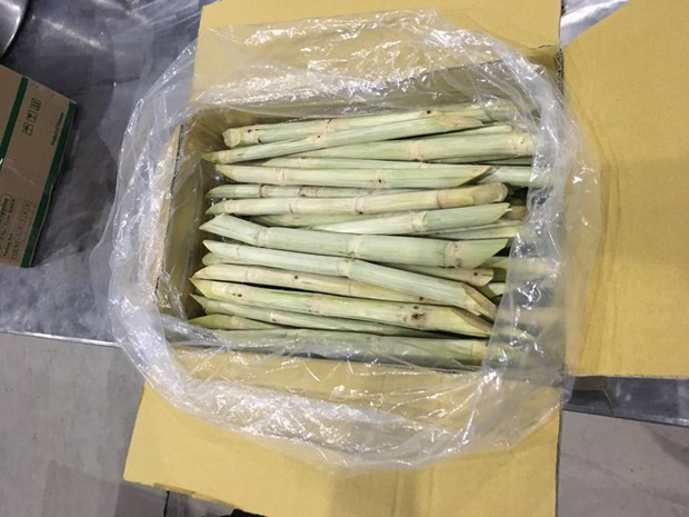Second batch of fresh sugarcane to be shipped to US hinh anh 1
