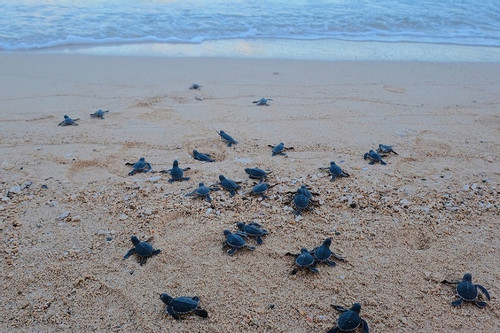 Vườn quốc gia Côn Đảo (Bà Rịa-Vũng Tàu) thực hiện tốt công tác bảo vệ rùa biển