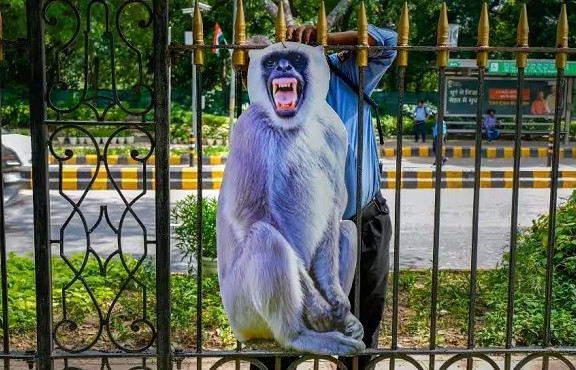 Bảo vệ hội nghị G20, Ấn Độ thuê người đóng giả voọc để xua đuổi đàn khỉ