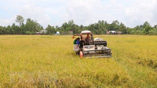 Hau Giang to host international rice festival hinh anh 1