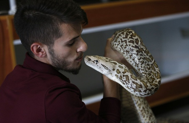 Chàng thanh niên 20 tuổi kiếm bộn tiền từ việc nuôi trăn, rắn 'khủng'