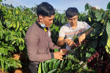 Vietnam strives to achieve standard export coffee material areas